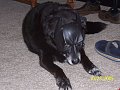 Batdog